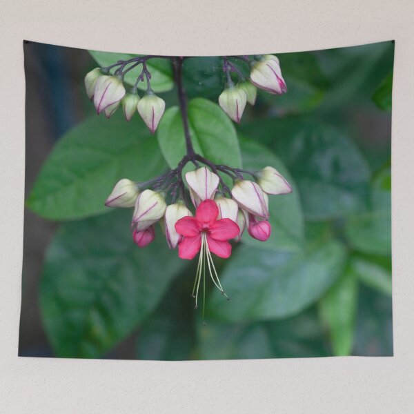 Item preview, Bleeding Heart Flowers Clerodendrum X122 designed and sold by RichFrancoCars.