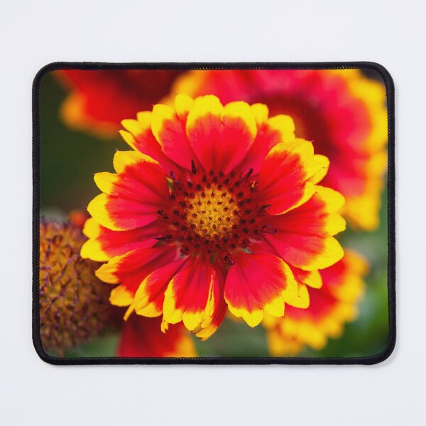 Item preview, Gaillardia Blanket Flower X105 designed and sold by RichFrancoCars.