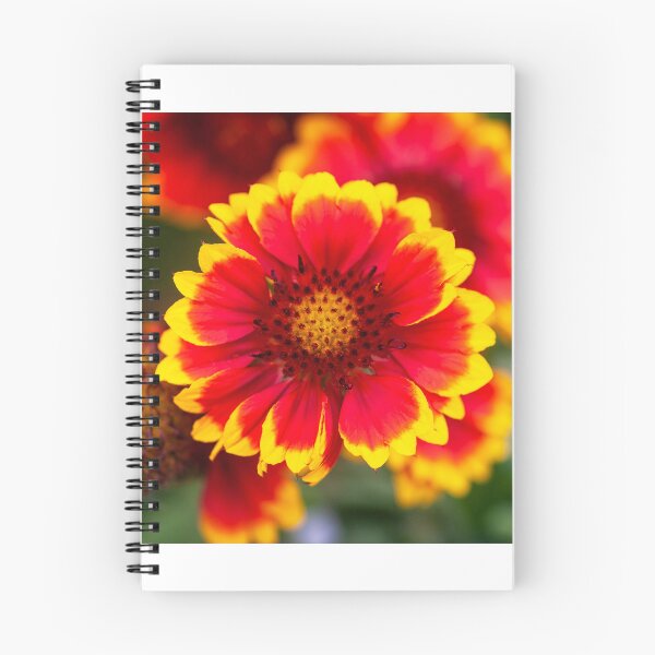 Item preview, Gaillardia Blanket Flower X105 designed and sold by RichFrancoCars.