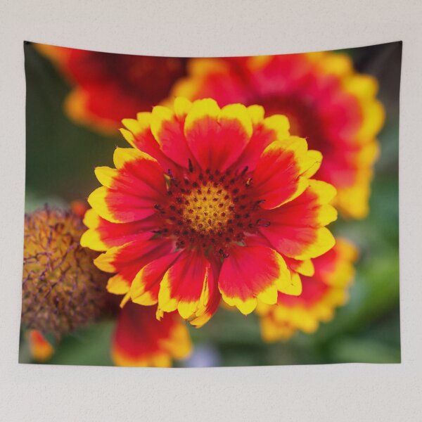 Item preview, Gaillardia Blanket Flower X105 designed and sold by RichFrancoCars.
