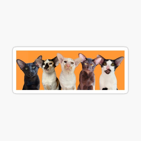 Item preview, Five Crazy Cats designed and sold by hannahzgreat.