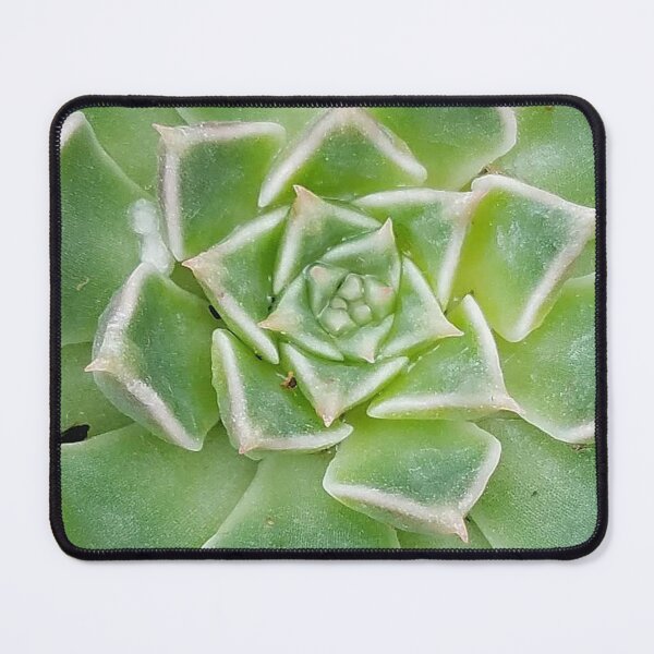 Item preview, Echeveria Succulent Plant designed and sold by DesignMore21.