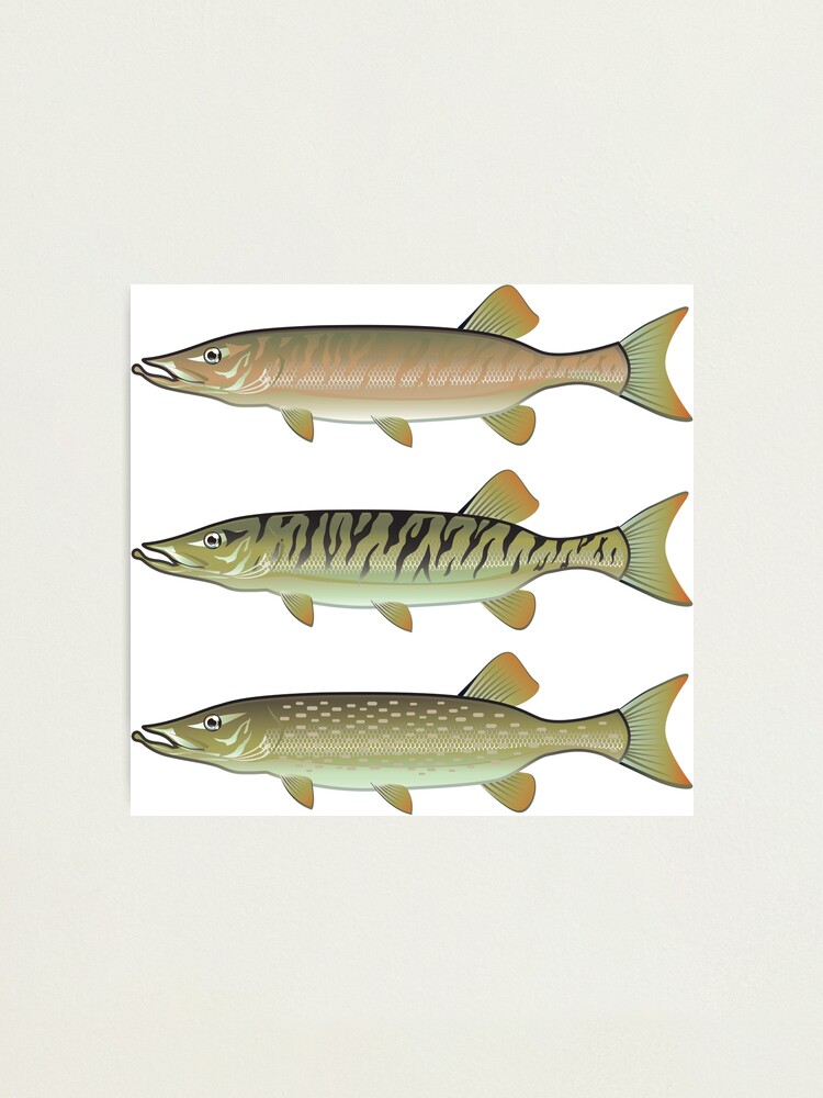 Musky Tiger Musky Northern Pike Photographic Print for Sale by  vectorworks51