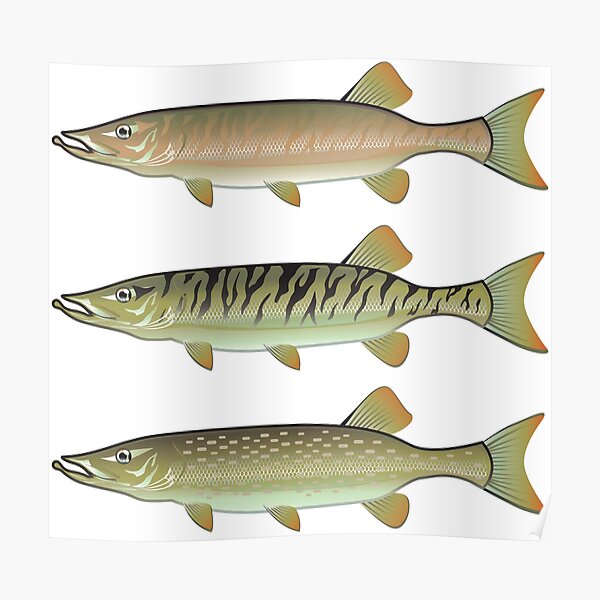 Musky Tiger Musky Northern Pike Poster
