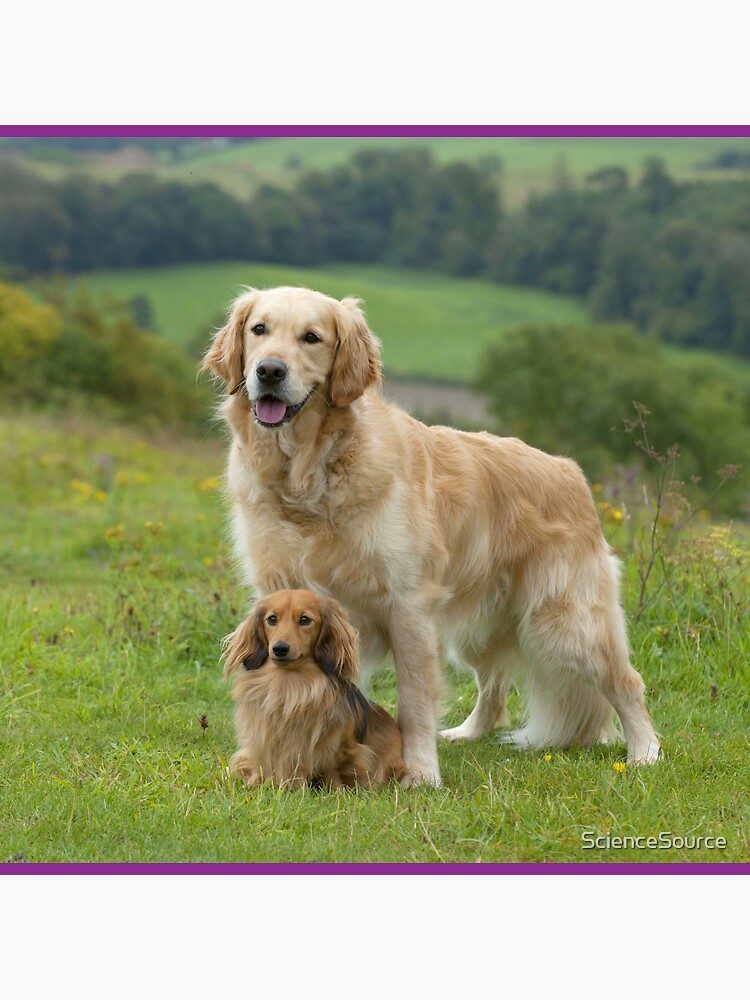 Golden Longhair Miniature Dachshund Weenie Dog Golden Retriever