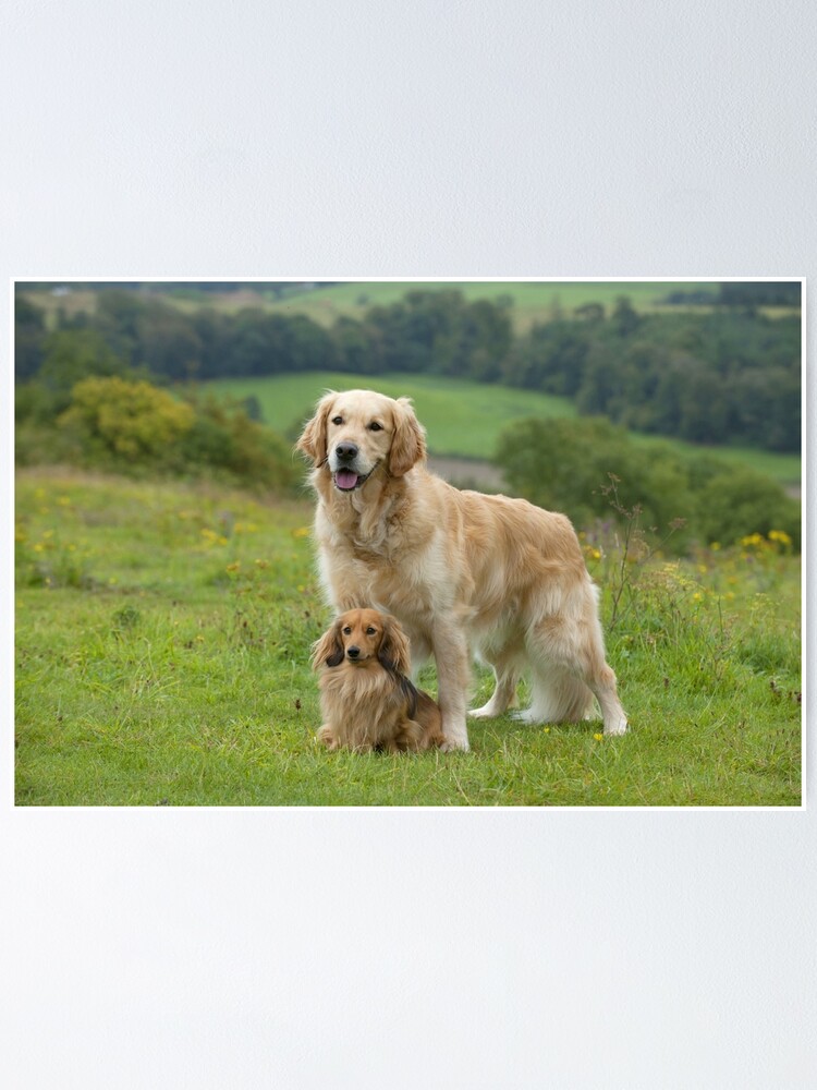Retriever with Brown Miniature long-haired Dachshund Best Friends