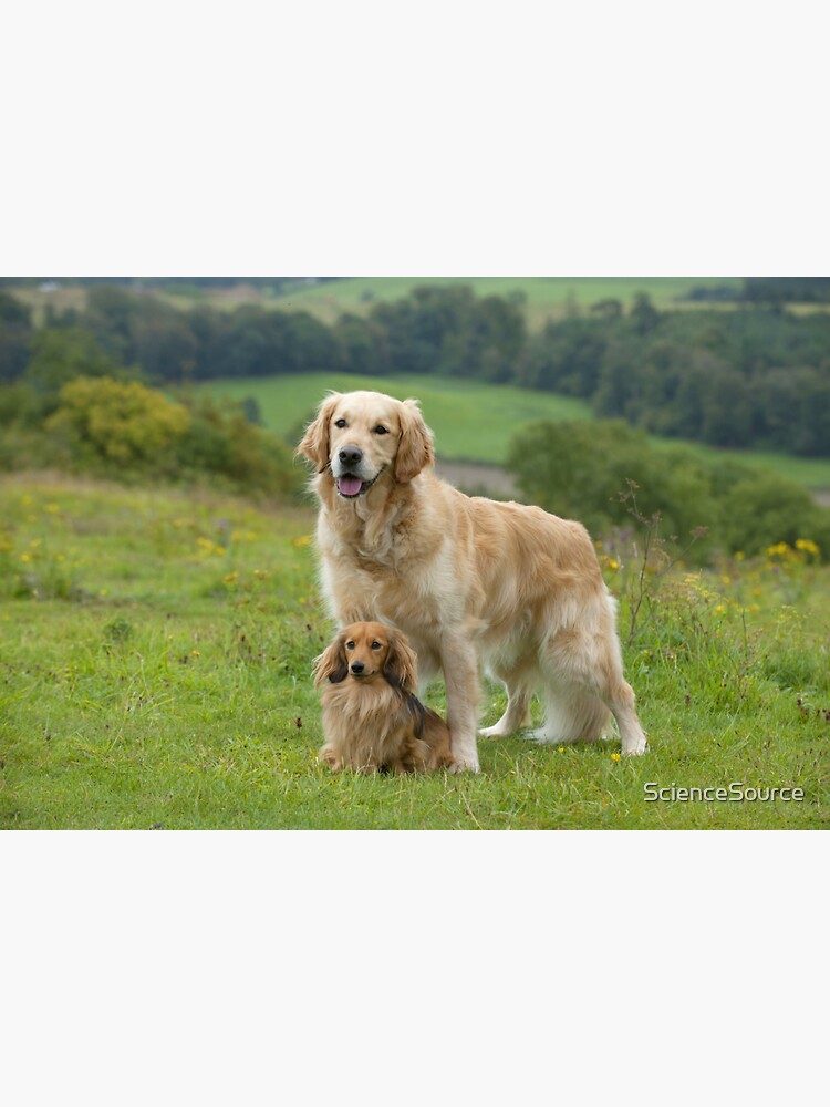 Dachshund blonde outlet long hair