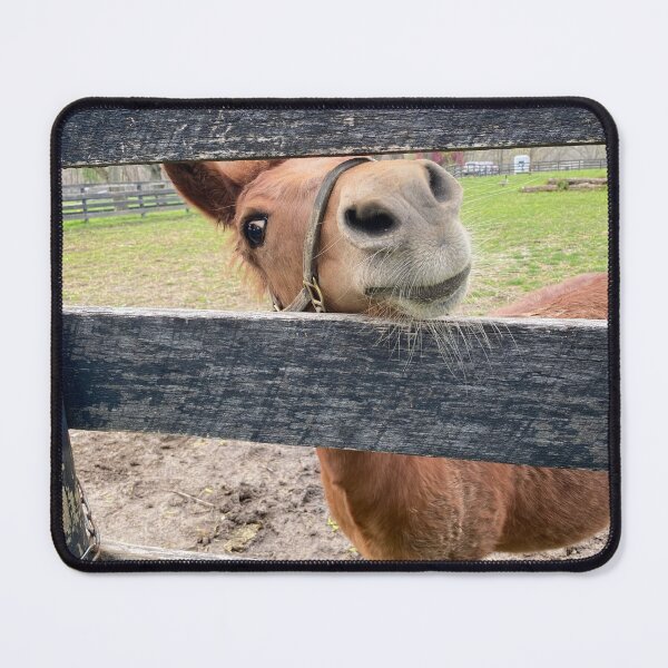Item preview, Let me out, Please, I promise I will be good. designed and sold by CASequine.