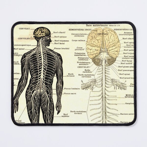 Item preview, Vintage Poster of the Nervous System designed and sold by Corrie Mick.