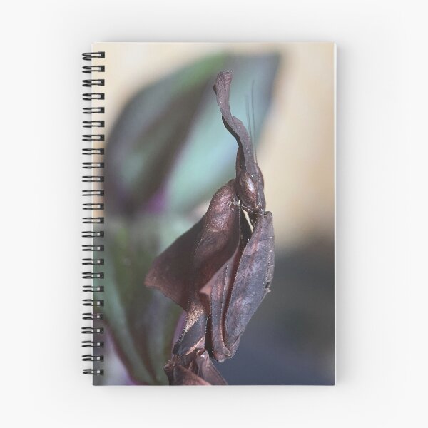 Item preview, Adult Red-Brown Female Ghost Mantis designed and sold by Reptillery.