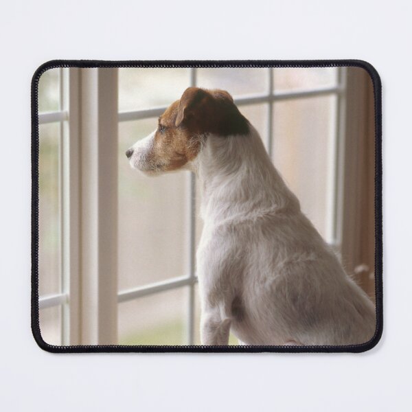 Item preview, Jack Russell lLooking out the Window designed and sold by ScienceSource.