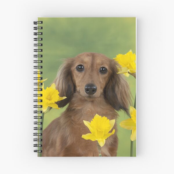 Item preview, Long-haired Dachshund with Yellow Daffodils designed and sold by ScienceSource.