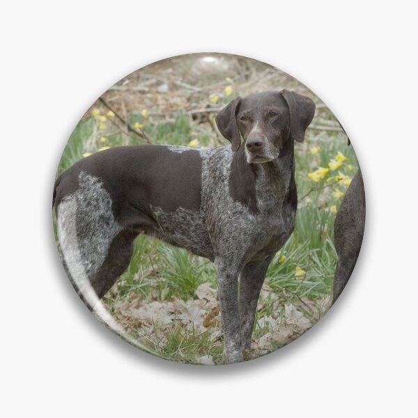 Item preview, Two German Short-haired Pointers in a Field designed and sold by ScienceSource.