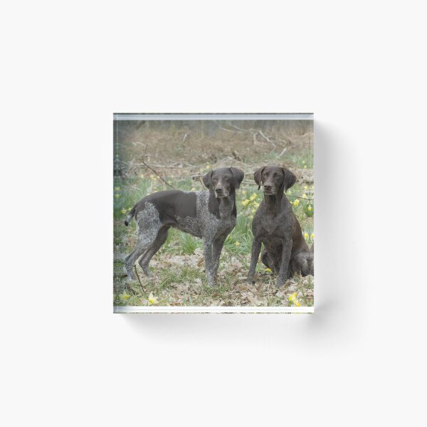 Item preview, Two German Short-haired Pointers in a Field designed and sold by ScienceSource.