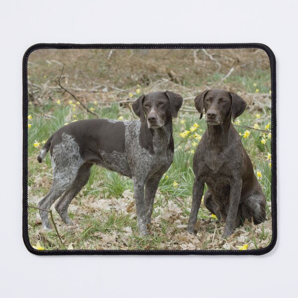 Item preview, Two German Short-haired Pointers in a Field designed and sold by ScienceSource.