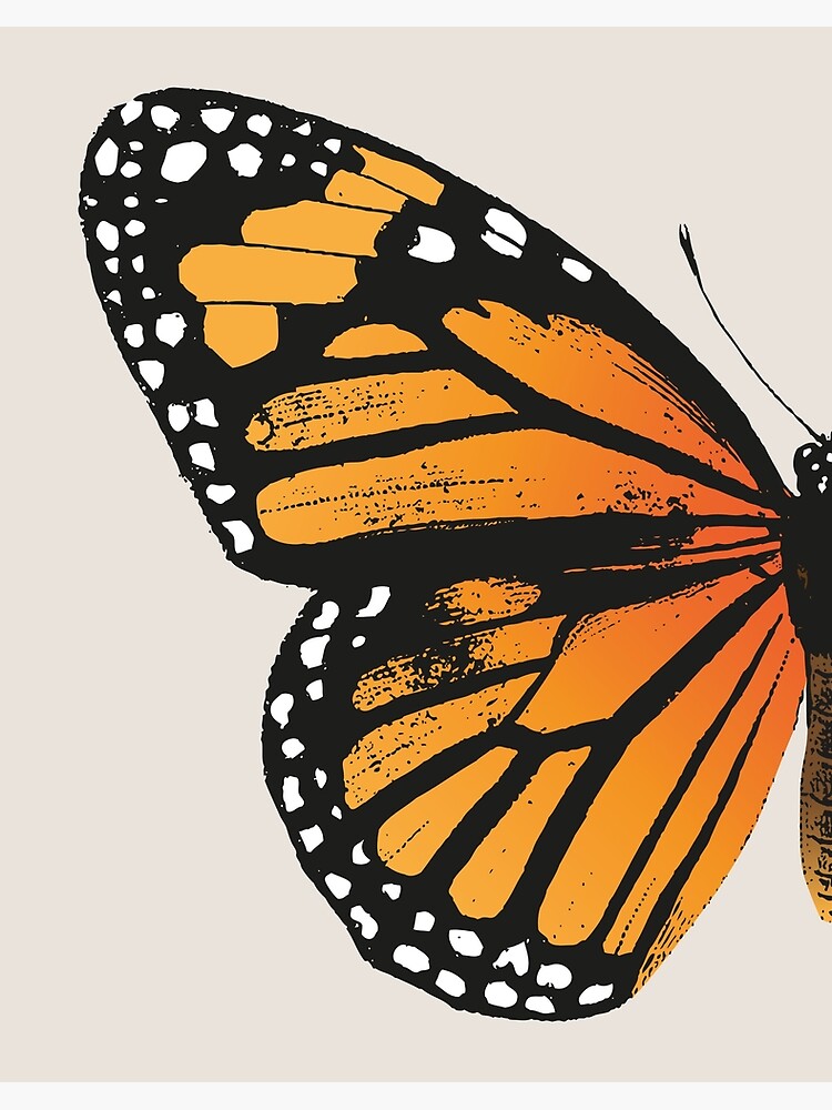 How to Draw Animals: Butterflies, Their Anatomy and Wing Patterns | Envato  Tuts+ | Wings drawing, Butterfly wings art, Butterfly drawing