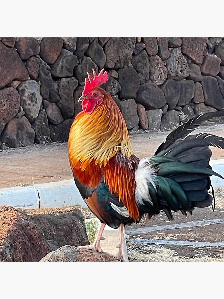 King of Kauai Stunning Rooster Island of Kauai Hawaii Bring the