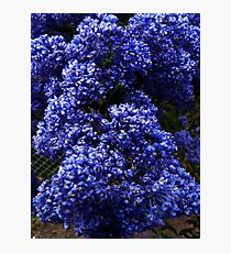 Ceanothus ‘Blue Pacific’ Photographic Print