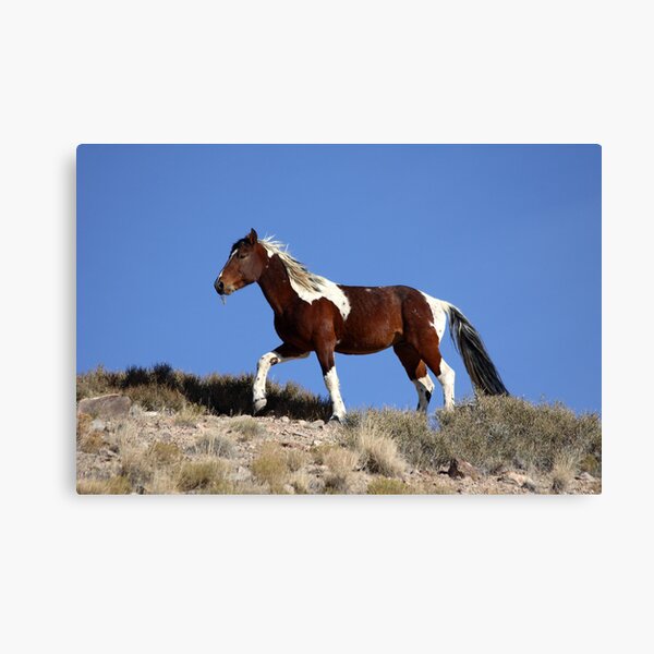 Painted Desert Canvas Print