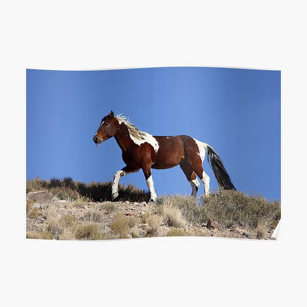 Painted Desert Poster
