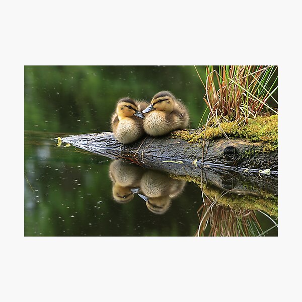 Item preview, ducklings designed and sold by dagmar luhring.