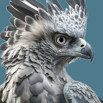 Harpy Eagle - Harpy Eagle - Posters and Art Prints