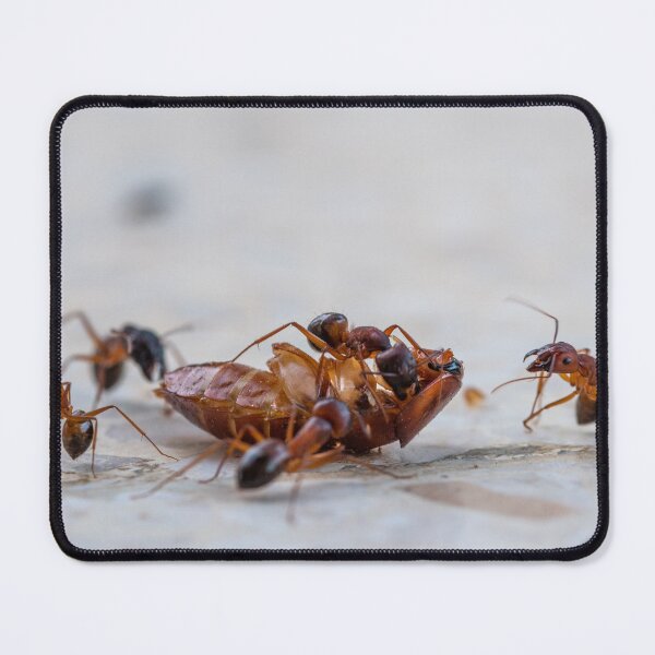 Item preview, The cockroach and the ants designed and sold by Manfred Marquard.