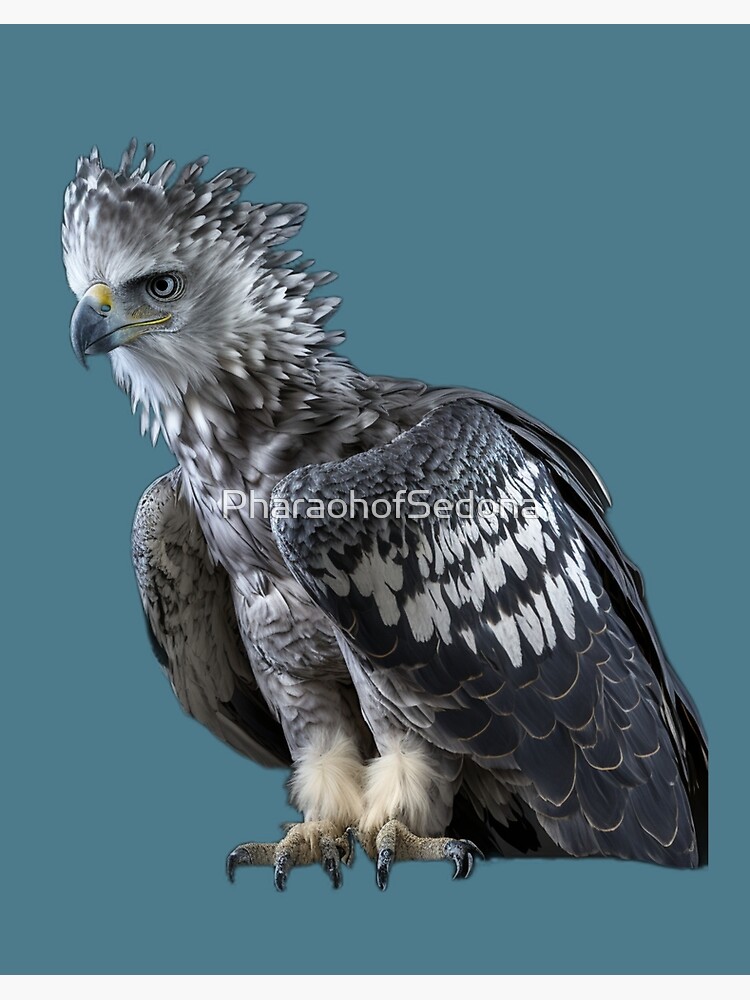 Harpy Eagles Art 