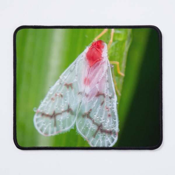 Item preview, An elegant Derbid planthopper (Saccharodite) designed and sold by AvonPerception.