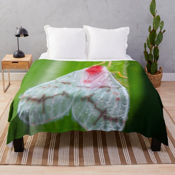 Item preview, Un elegante saltamontes Derbid (Sacarodita) designed and sold by AvonPerception.