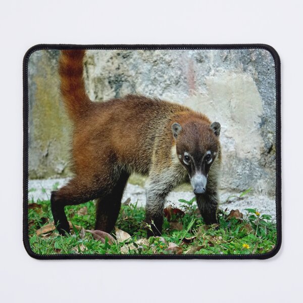 Item preview, Guatemala - Tikal archaeological site, Coatis designed and sold by franck380.