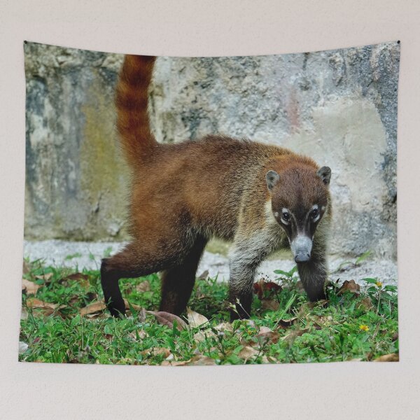 Item preview, Guatemala - Tikal archaeological site, Coatis designed and sold by franck380.
