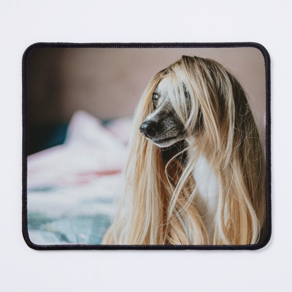 Item preview, Whippet in a wig designed and sold by Leila10.