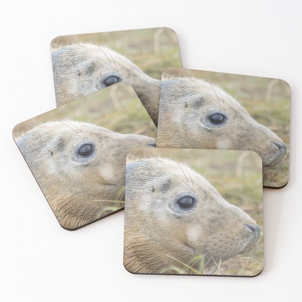 Item preview, Grey seal pup designed and sold by AliMarleyPhoto.