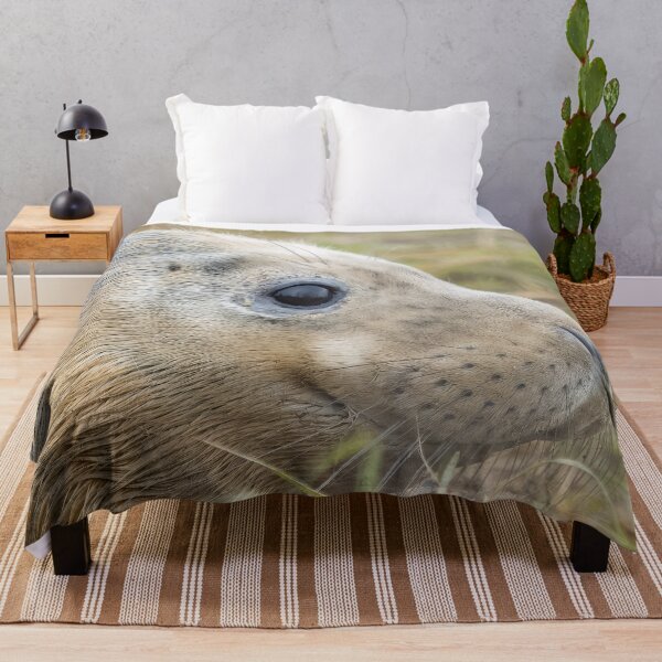 Item preview, Grey seal pup designed and sold by AliMarleyPhoto.