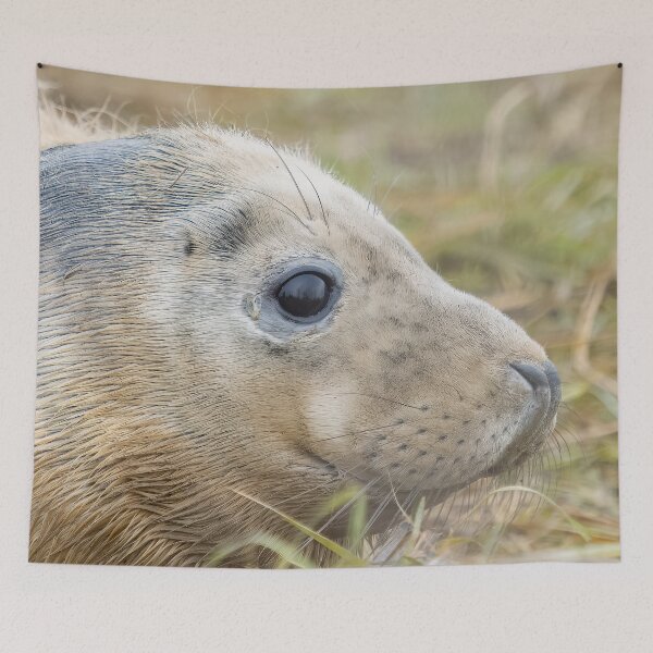 Item preview, Grey seal pup designed and sold by AliMarleyPhoto.