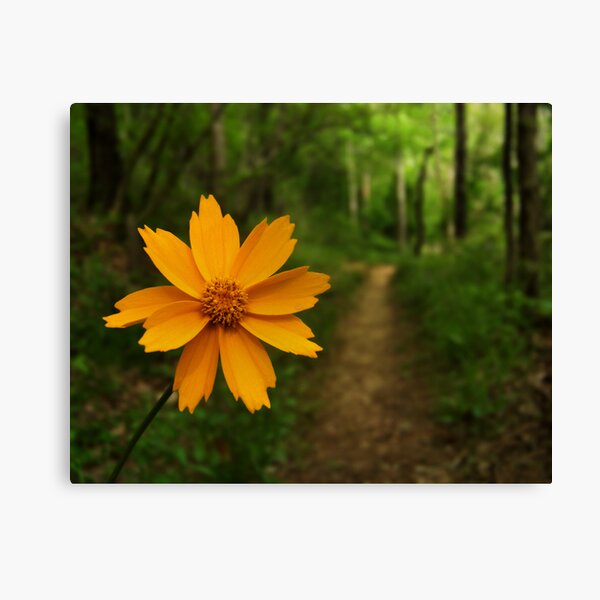 Spring Trail Canvas Print