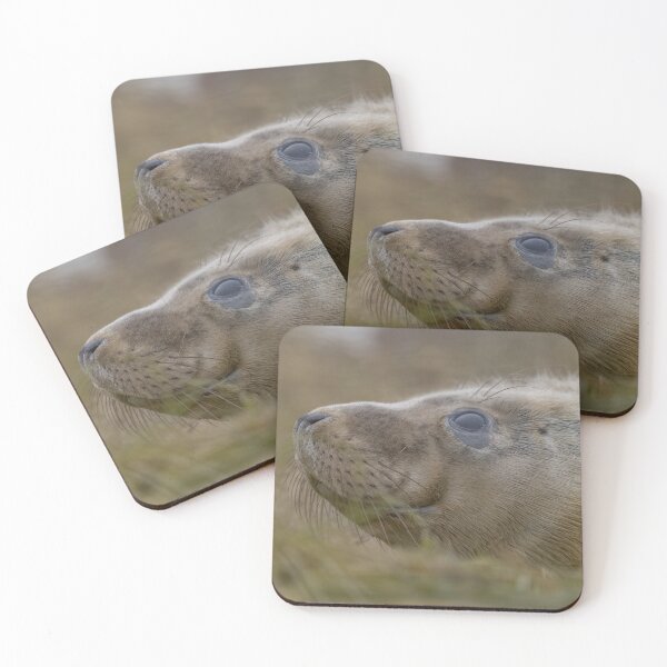 Item preview, Grey seal pup designed and sold by AliMarleyPhoto.
