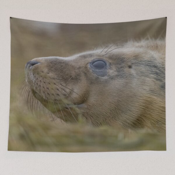 Item preview, Grey seal pup designed and sold by AliMarleyPhoto.