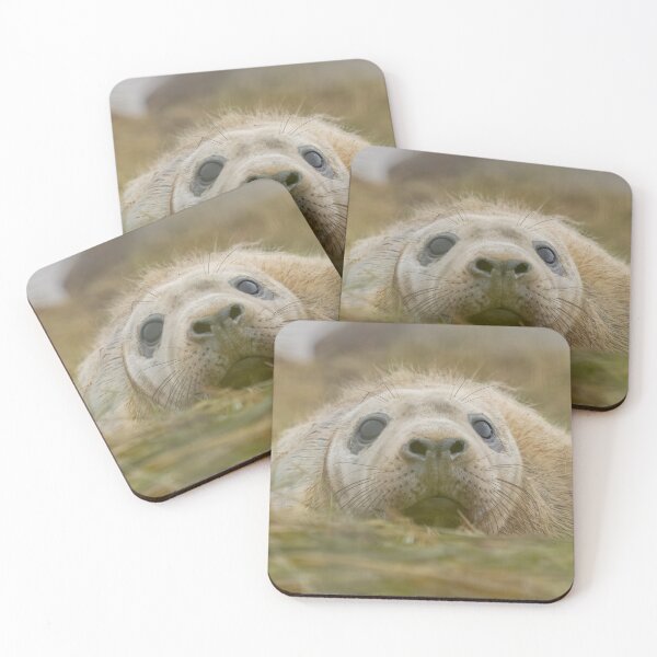 Item preview, Grey seal pup designed and sold by AliMarleyPhoto.