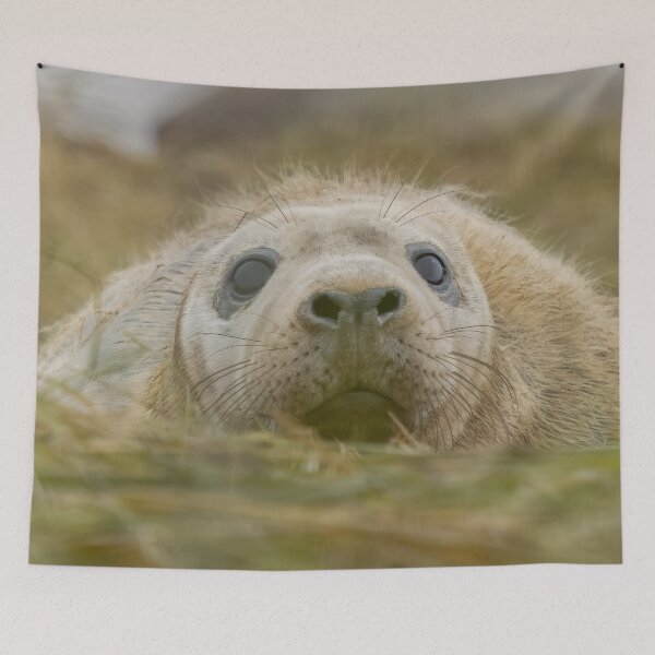 Item preview, Grey seal pup designed and sold by AliMarleyPhoto.