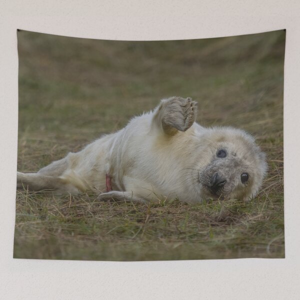 Item preview, Grey seal pup designed and sold by AliMarleyPhoto.