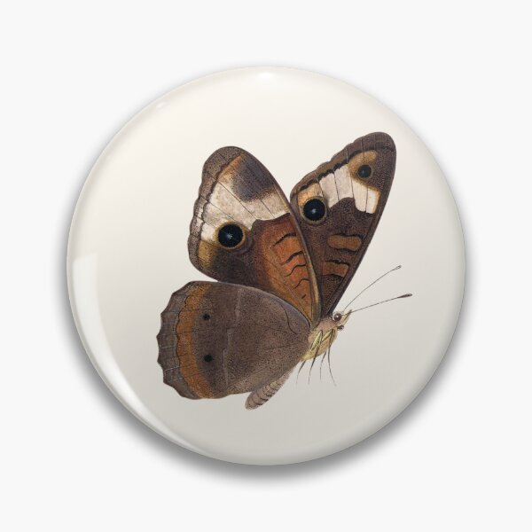 Item preview, Vintage Sheet of Studies with Four Butterflies and a Moth | Pieter Withoos designed and sold by LaMadeleine.