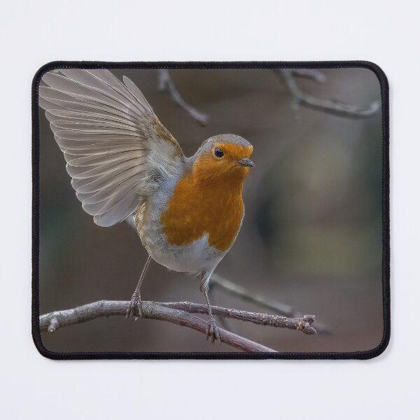 Item preview, Robin take off designed and sold by AliMarleyPhoto.