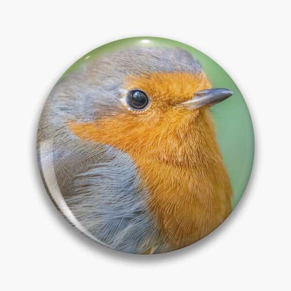 Artikelvorschau, Robin close up entworfen und verkauft von AliMarleyPhoto.