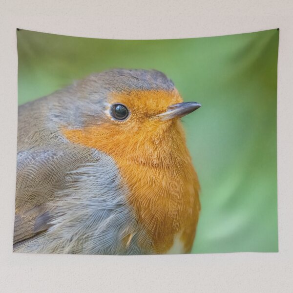 Item preview, Robin close up designed and sold by AliMarleyPhoto.