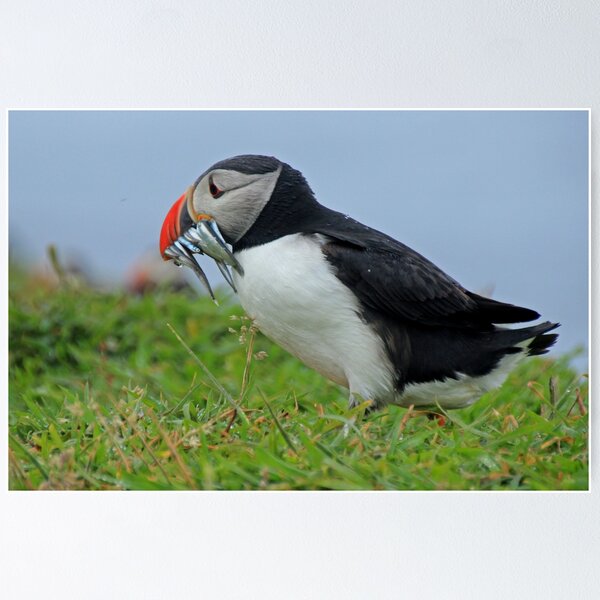 Item preview, Peckish puffin designed and sold by Fiona MacNab.