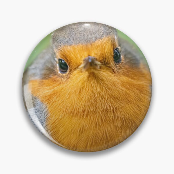 Artikelvorschau, Robin close up entworfen und verkauft von AliMarleyPhoto.