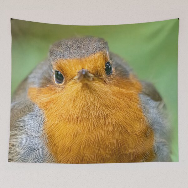Item preview, Robin close up designed and sold by AliMarleyPhoto.