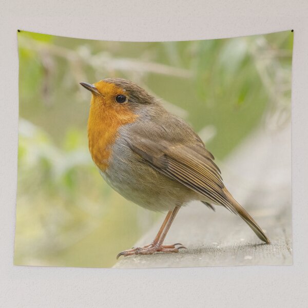 Item preview, Robin red breast designed and sold by AliMarleyPhoto.